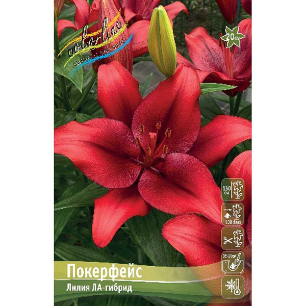 Лилия Покерфейс 13/14 25 шт Биг-Пак 10277