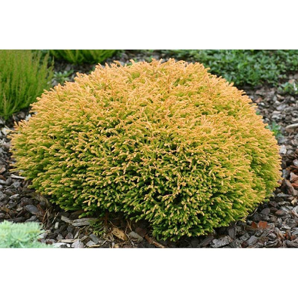 Туя Thuja Occidentalis Golden Tuffet P9 ,шт Садовита 9359