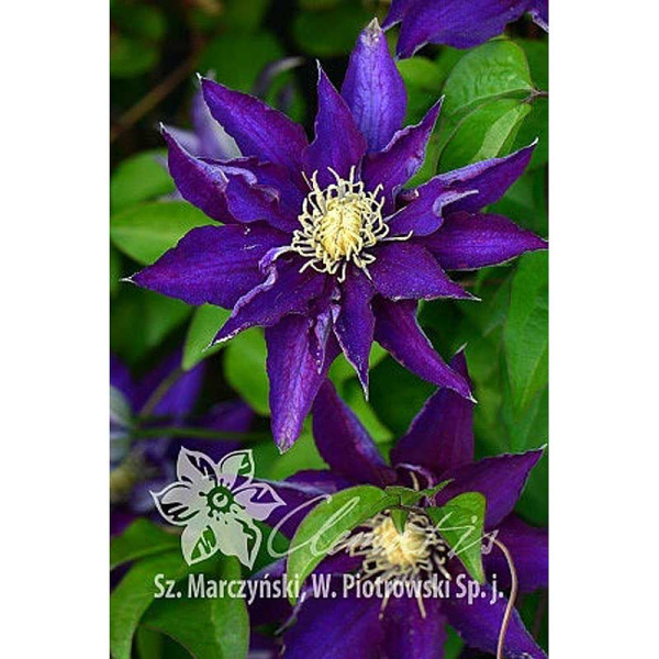 Клематис Хакуоокан P9 шт