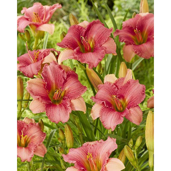 Лилейник Фуксия Шарм I 1 шт 