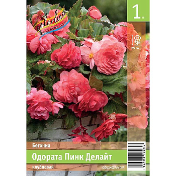 Бегония Одората Пинк Делайт 5/6 1 Эконом шт 