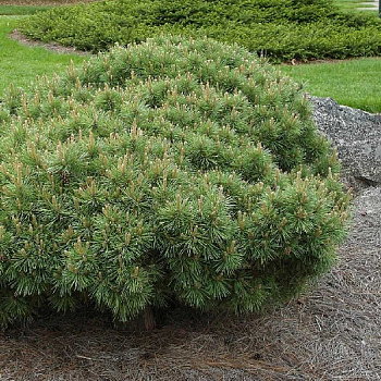 2723 Сосна Обыкновенная Сандрингэм C10 30-40cm ,шт