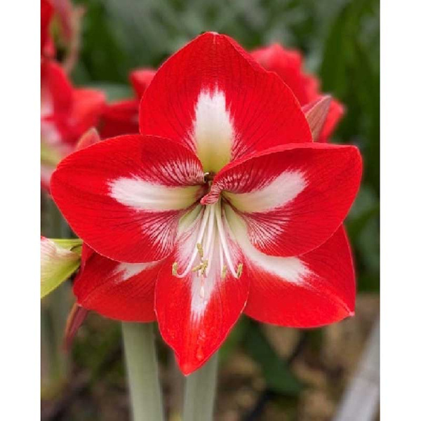 Амариллис Старгейзер 22/24 1 шт