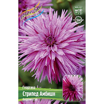 Георгина Стрипед Амбишн I 15 шт Шоу-бокс 9120