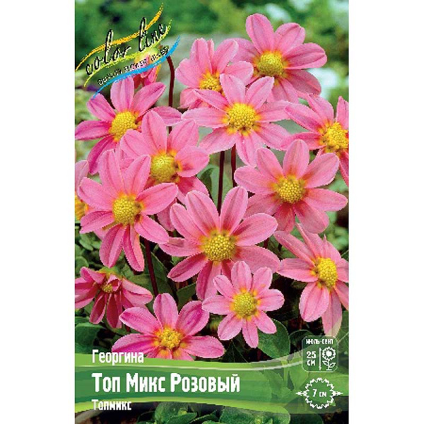 Георгина Топ Микс Розовый I 1 шт