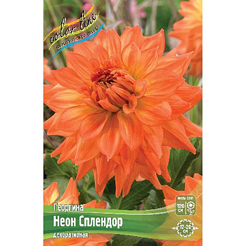 Георгина Неон Сплендор I 15 шт Шоу-бокс 8995