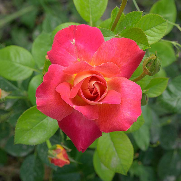 Роза Шраб Баяццо Садовита