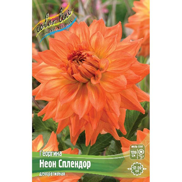 Георгина Неон Сплендор I 15 шт Шоу-бокс 8995