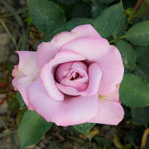 Роза плетистая Индиголетта Садовита