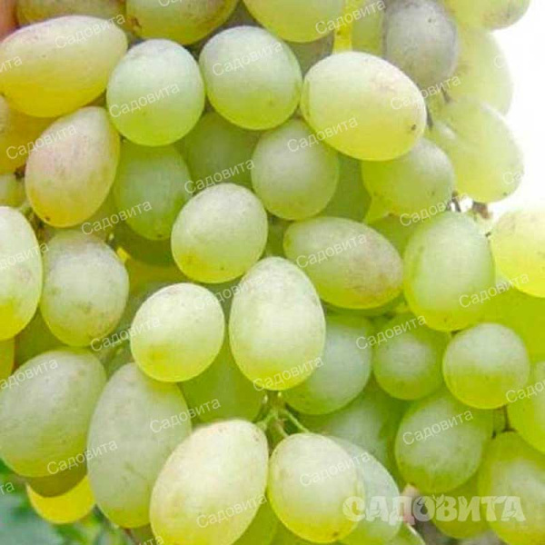 Виноград Дима-17 кишмиш среднеранний Садовита