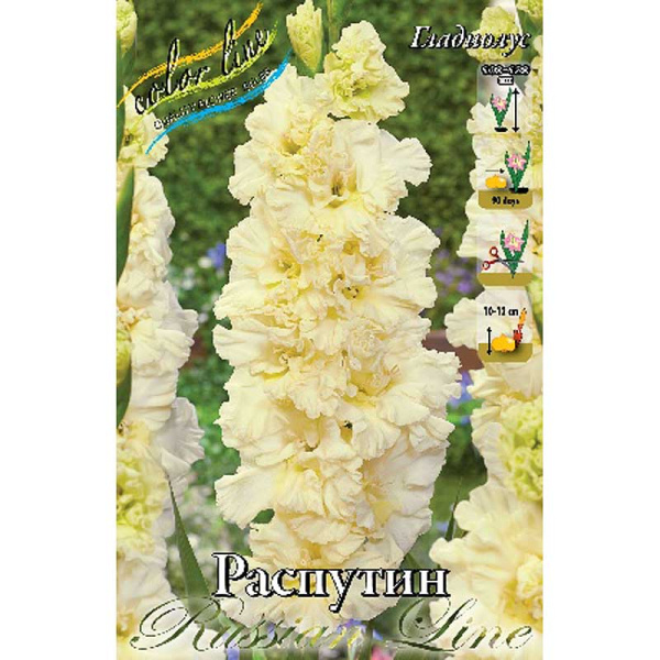 Гладиолус Распутин 10/12 8 шт 