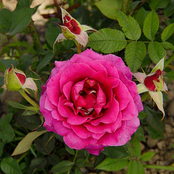 Роза флорибунда Интрига Садовита