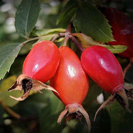 Шиповник Воронцовский Садовита