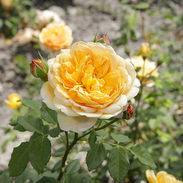 Роза шраб (английская) Голден Селебрейшн Садовита