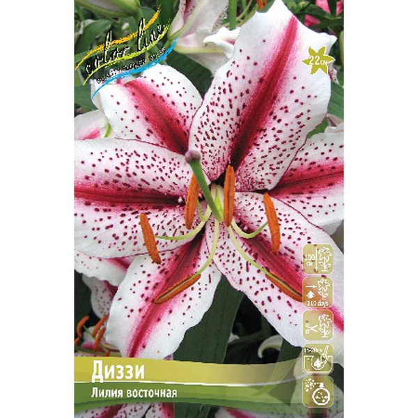 Лилия Диззи 12/14 25 шт Биг-пак 10373