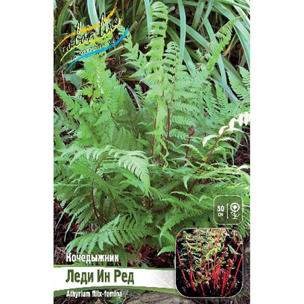 8246 Биг-Пак Кочедыжник Леди Ин Ред I 25 шт