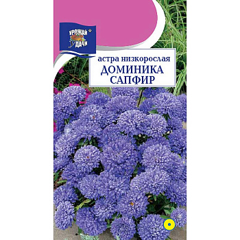 Астра Доминика сапфир Урожай у дачи Ц 