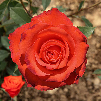 Роза чайно-гибридная Анжелика Садовита