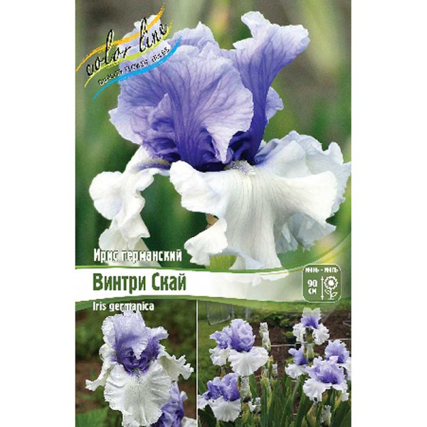 Ирис Германский Винтри Скай I 25 шт Биг-пак 6317