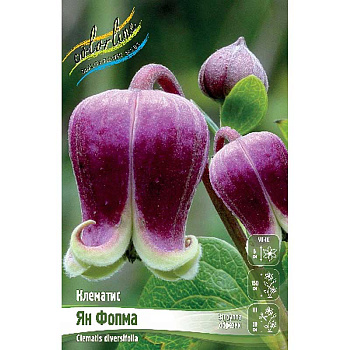 Клематис Ян Фопма I 25 шт Биг-пак 4621 