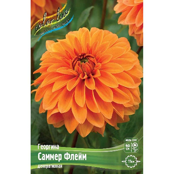 Георгина Саммер Флейм I 15 шт Шоу-бокс 9014