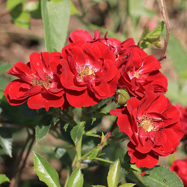 Роза почвопокровная Фейри Данс Садовита