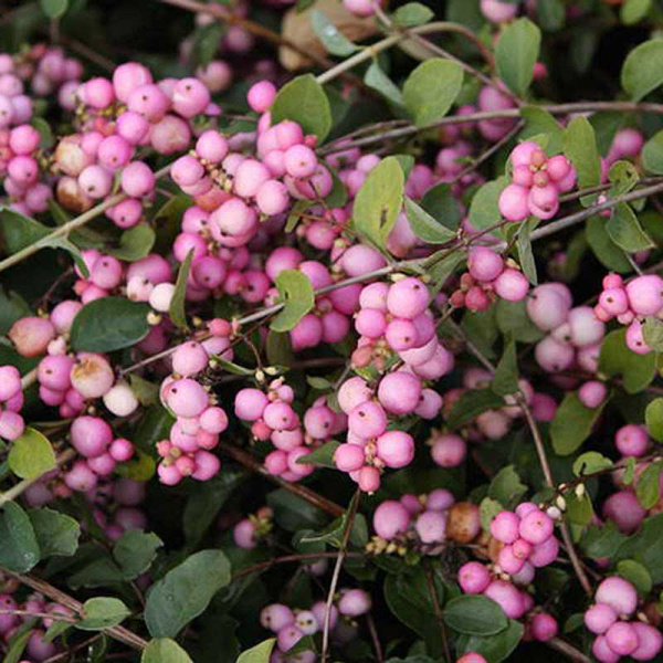 Снежноягодник Доренбоза P9 ,шт Садовита