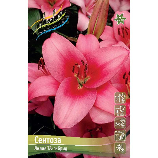 Лилия Сентоза 10/12 7 шт 