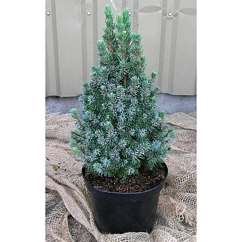 Ель Канадская Сандерз Блю P9