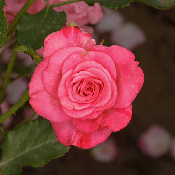 Роза спрей Грация Садовита