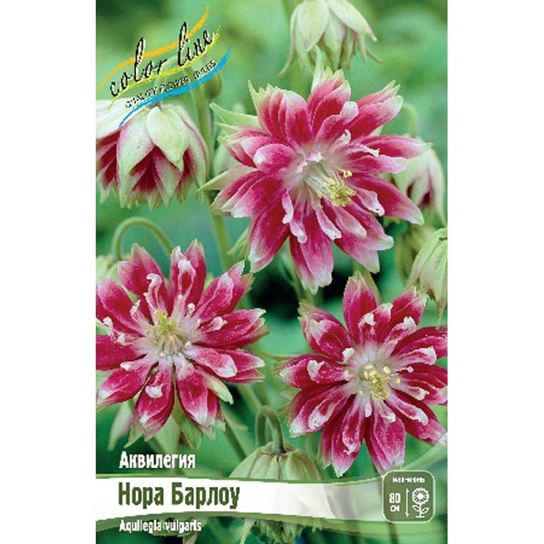 Аквилегия Нора Барлоу I 25 шт Биг-Пак 8281 