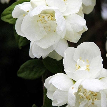 Чубушник Миннесота Сноуфлэйк P9