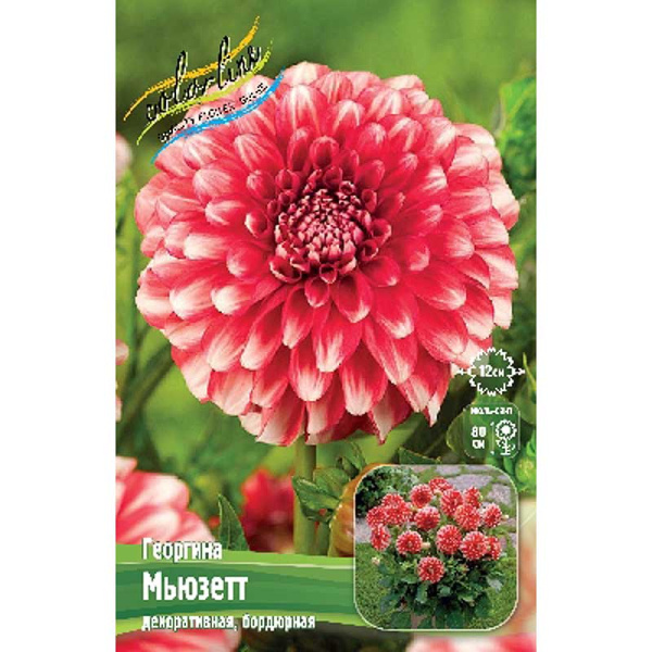 13953 Шоу-Бокс Георгина Мьюзетт 15 шт 