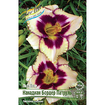 Лилейник Канадиан Бордер Патруль I 1 шт 