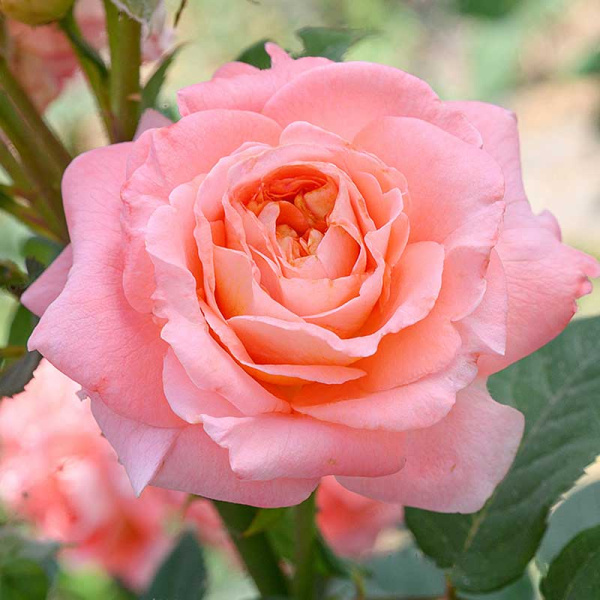 Роза шраб Мами Дитьер Садовита