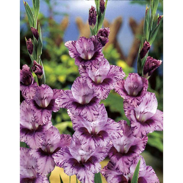 Гладиолус Пассос 10/12 10 шт