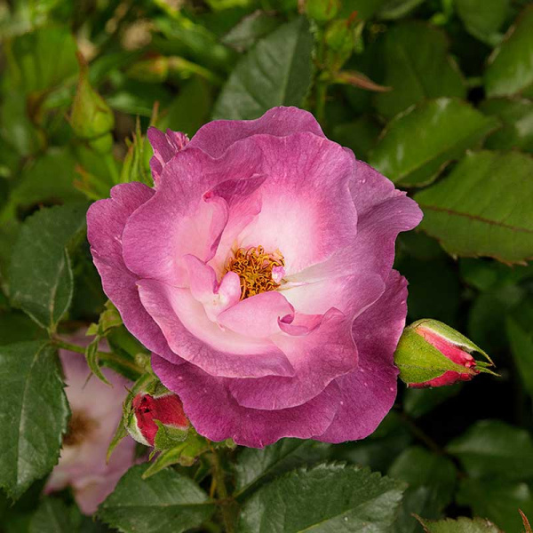 Роза флорибунда Блю Фор Ю Садовита