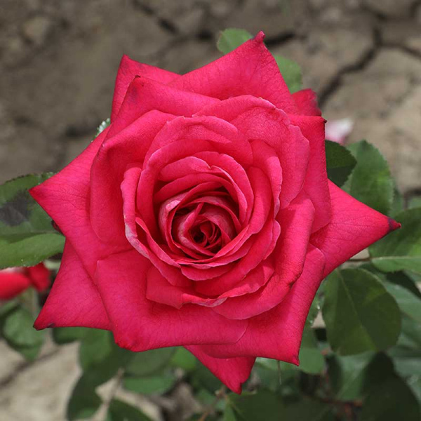 Роза чайно-гибридная Акапелла Садовита