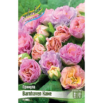 8598 Биг-Пак Примула Barnhaven Каме I 25 шт 