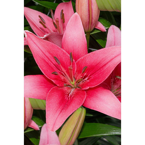 Лилия Силт 12/14 5 шт Садовита