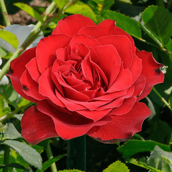 Роза чайно-гибридная Роял Баккара Садовита