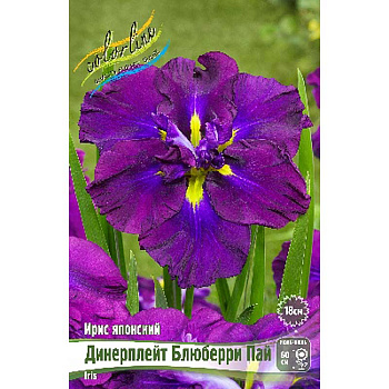 Ирис Мечевидный Динерплейт Блюберри Пай I 1 шт