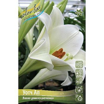 Лилия Уотч Ап 11/12 25 шт Биг-Пак 10450 
