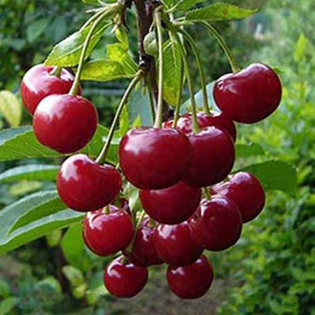 Вишня Гриот Московский Садовита