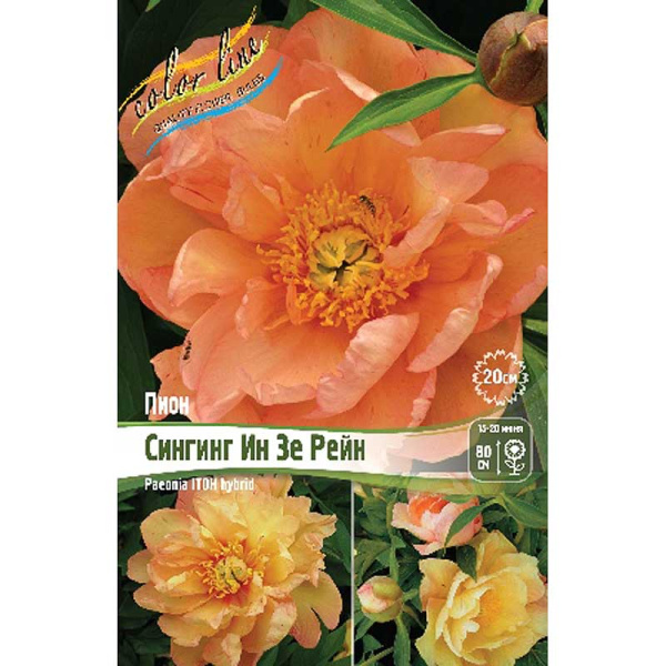 Пион Ито-Гибрид Сингинг Ин Зе Рейн 2/3 n 10 шт Биг-пак 9735