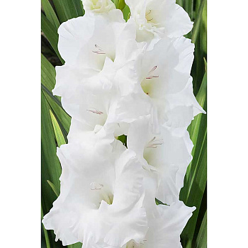 Гладиолус Пуравида 10/12 8 шт Садовита