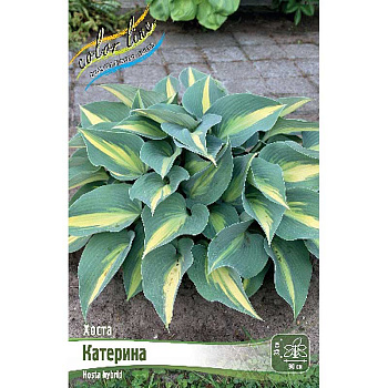 Хоста Катерина 1 n 1 шт