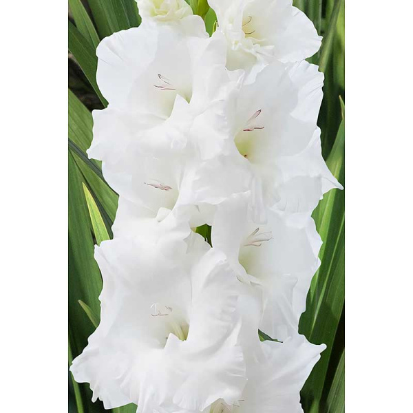 Гладиолус Пуравида 10/12 8 шт Садовита