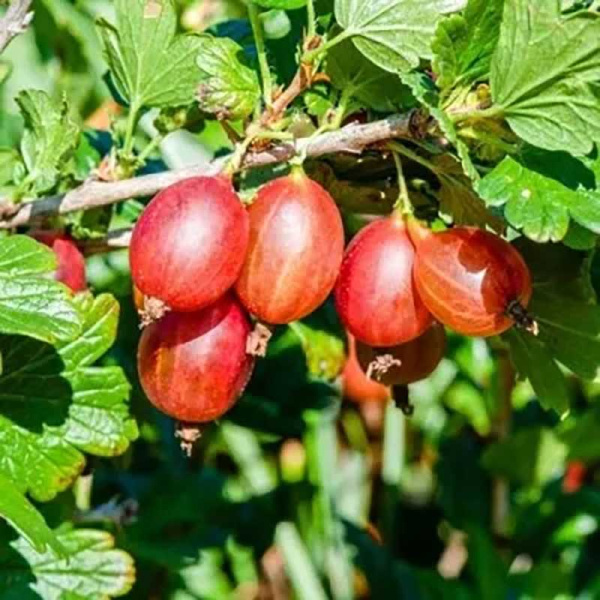 Крыжовник Машека Садовита