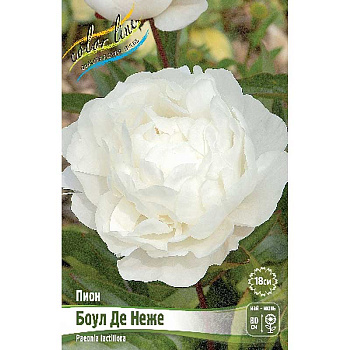 Пион Боул Де Неже 2/3 n 25 шт Биг-пак 7969 